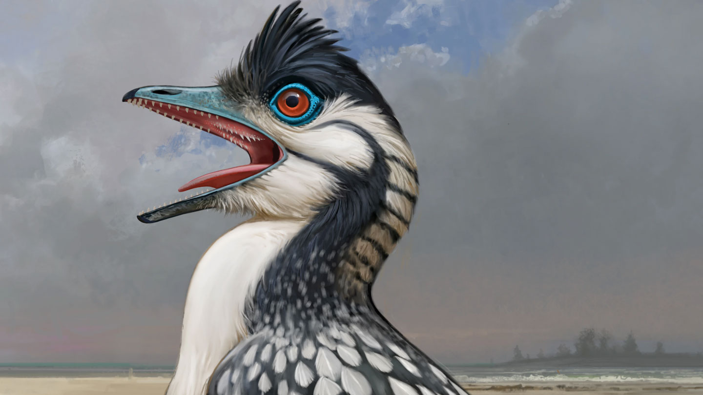 A mouth built for efficiency may have helped the earliest bird fly ...