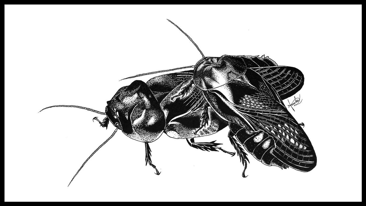 Cockroaches that eat each other’s wings turn into a fierce fighting ...