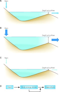 Three diagrams of a lake filling with rain and water flowing out in varying volumes, followed by a diagram depicting how energy input influences body energy stores, which is mutually influenced by energy expenditure