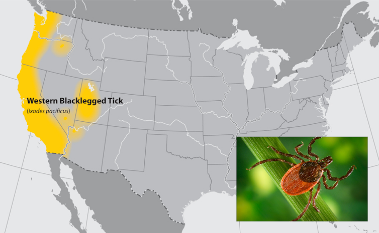 The western black-legged tick, also known as a deer tick, is a relative of the deer ticks common to the eastern U.S.