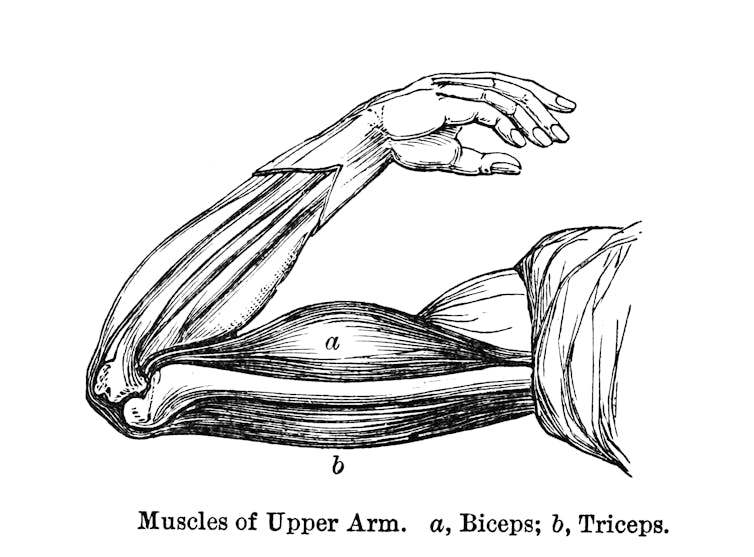black-and-white diagram of human upper arm muscles