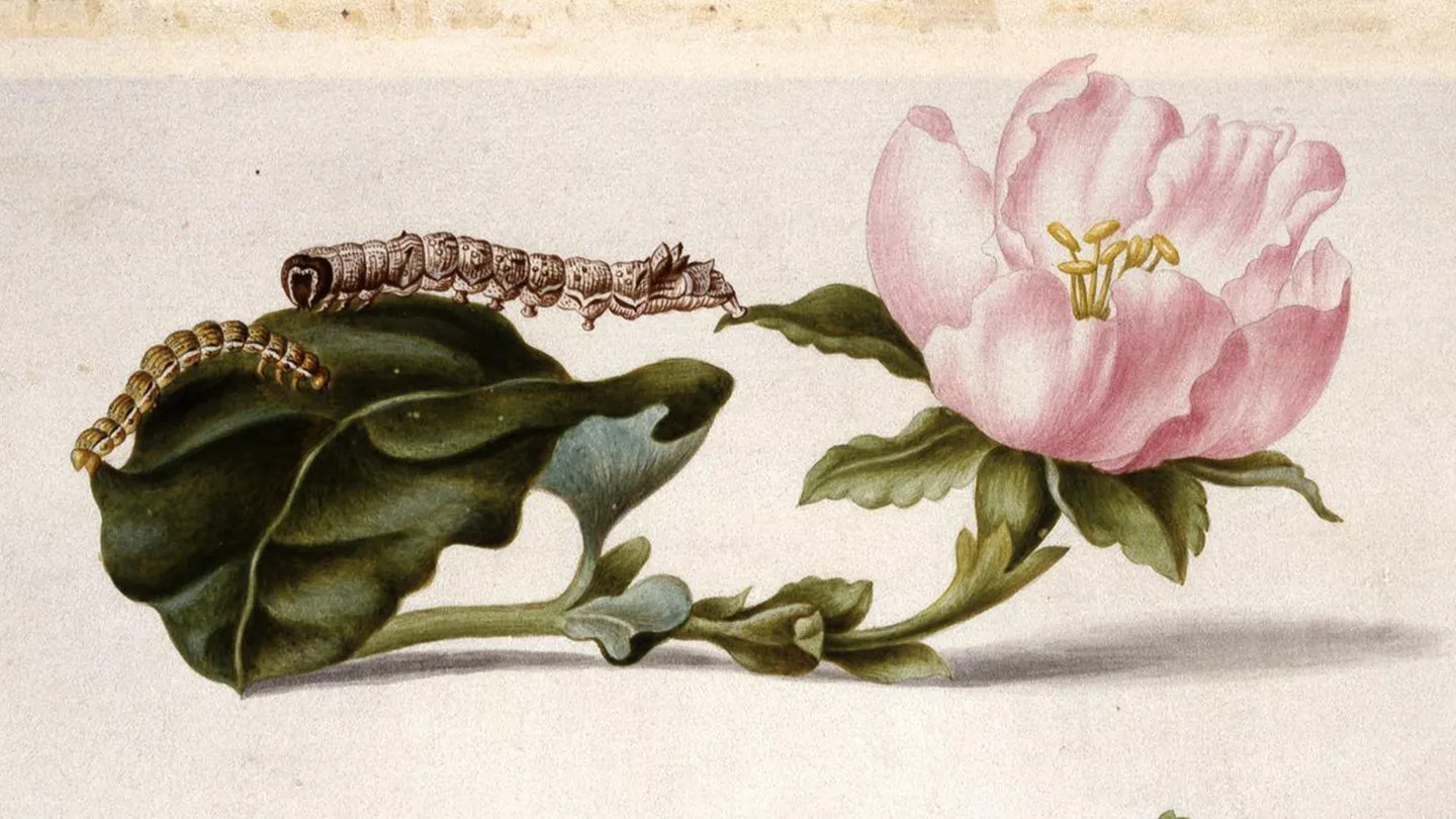 Photo: ideasanddiscoveries.online Historical art can hide scientific secrets