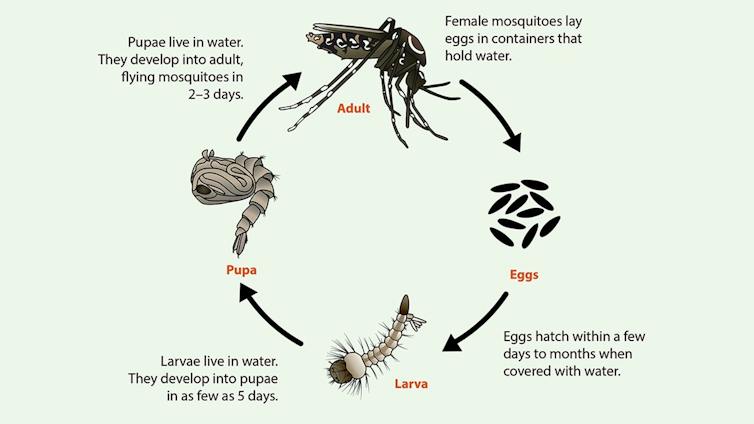 A chart showing lifecycle stage of a mosquito