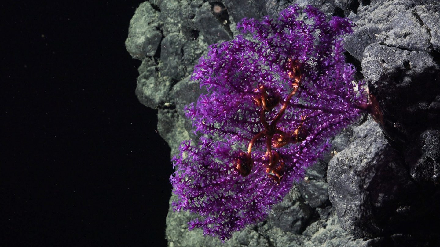 A Victorgorgia coral hosts brittle stars on a seamount in the Salas y Gómez ridge. (Photo: Center for Ecology and Sustainable Management of Oceanic Islands / Schmidt Ocean Institute)
