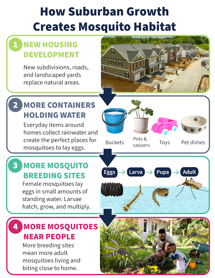 A chart show various ways humans unwittingly create mosquito habitat